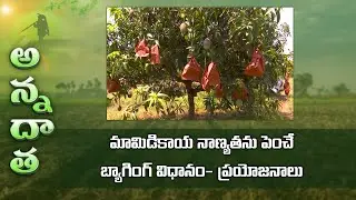 Mango bagging experiments at Sangareddy Fruit Research Station | ETV