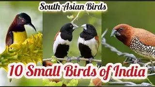 Indian birds-10 small birds of India/S. Asia Hindi-Identify birds- Baya, Munia, Prinia-भारतीय चिड़िया