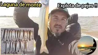 Laguna de monte explota de pejerrey