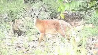 Grysbok