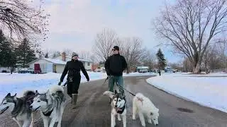 Winter Husky Pack Walk: The Ziggy Edition ❄️ 🐺 🐾 #husky #huskypuppy #ziggy #huskylife 