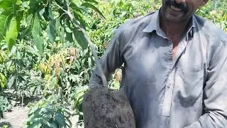How to transplant and move fruit plant | Aam kay poday ko gachi kay sath nikalnay/shift ka tareeqa