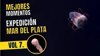 Los mejores momentos de la expedición del CONICET y Schmidt Ocean en Mar del Plata - Vol 7.