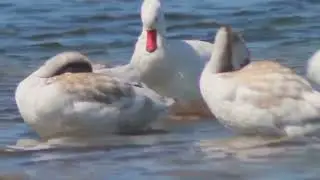 Coscoroba coscoroba - cisnes coscoroba criando en los espejos de agua. Villa Mercedes San Luis 