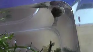 Our tadpoles are starting to get back legs 25th March 2020 clip 5