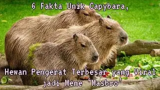6 Fakta Unik Capybara, Hewan Pengerat Terbesar yang Viral jadi Meme &lsquo;Masbro&rsquo;