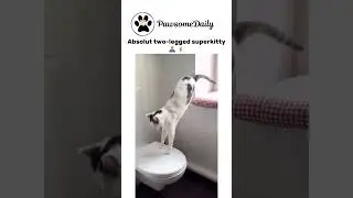 Tough kitty