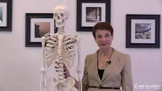 Skeleton Overview