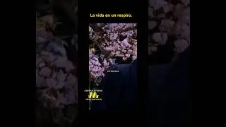 La vida en un suspiro, el ultimo samurai #estoicismo #samurai