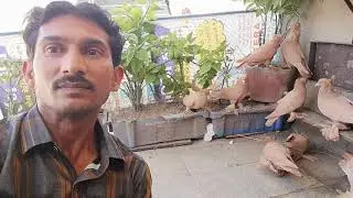 Dohraji Haji paleja 9328415037