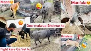 Es Bull Se Fight Karu🥵kya || Desi Makeup Bheinso Ke 🐃