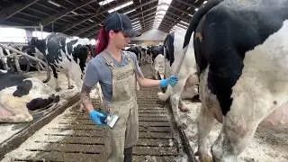 Cow Eggs Farming - Milk Feeding, Pretty Girl Farm, Modern Truck Combine
