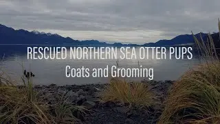 Minnesota Zoo Rescued Northern Sea Otter Pups Chapter 2: Coats and Grooming