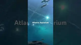 #visitatlanta #atlantaaquarium #ask a travel agent