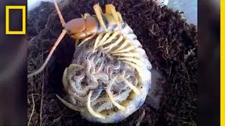 Creepy Yet Heartwarming: Centipede Mother 