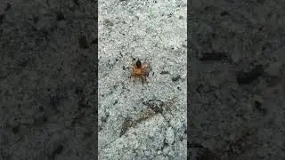 #guyana #southamerica Orange & Black spider with a monkey face watch it's amusing jumping techque