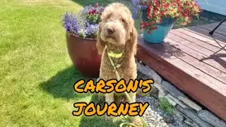 Psychiatric Service Dog Carson has graduated!
