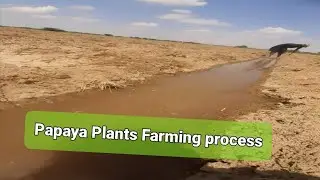 Papaya Plants Startup Farming process