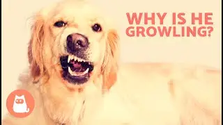 My DOG GROWLS at Me When I PET Them 🐶⚠️🖐🏻 (6 Causes and What to Do)