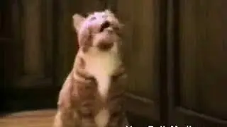 FLURL-dot-com-80257-funny_talking_cats.wmv