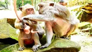 MG! Popeye Doing New Baby Timo and Polly, Why Her Temper So So Like This!