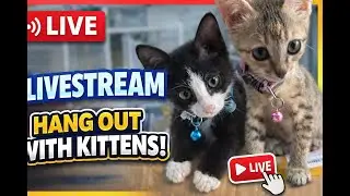 Cute Cat Live Cam 🐾 | Cozy Kitten Moments