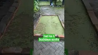 hari ke 6 belajar budidaya azolla 🍀 #azolla #pakanterbaik #budidayaazolla #pakanternakmurah