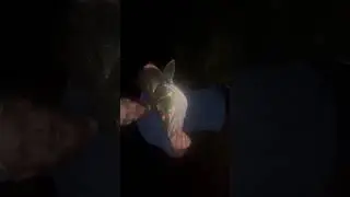 &ldquo;33.5&rdquo; Snook Caught in a Florida Canal 😳