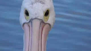 P&iacute;cnic en el Lago Victoria - Shepparton - AUSTRALIA