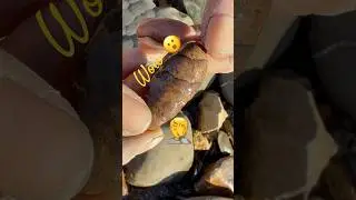 Fossil Hunter Mike&rsquo;s Beach Surprise !😳#beachfinds#curiosity#fossilhunting