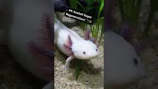 Top 5 Bizarre Animal Abilities You Won't Belive!