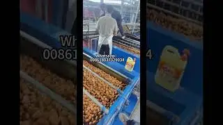 Automatic Walnut Washing Production Line