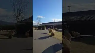 仙巖園（仙巌園）鹿兒島。