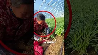 Garlic Chives Production Technique🧄🌱#farming