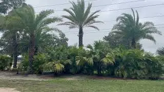 New Privacy Screen Look/Sylvester, Chinese, and Areca Palms/The Tree Planters is a Florida Company