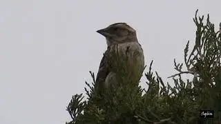 kaya sercesi / Rock Sparrow / Petronia petronia