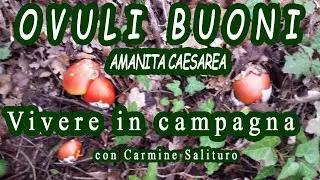 Amanita caesarea - Ovulo buono - Vivere in Campagna con Carmine Salituro