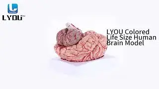 LYOU Life-Size Human Brain Anatomical Model Medical Colored Brain Model Display
