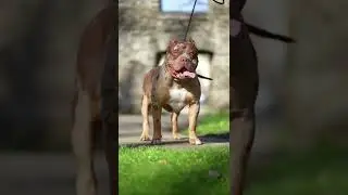 Pittbull Dog Looking So Danger 😱 #shorts #danger #pittbull #dog #viral