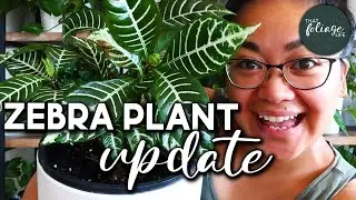 Обновление о размножении растения зебра (Aphelandra Squarrosa)
