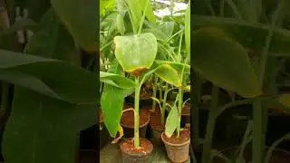 YelakkiBananaPlant