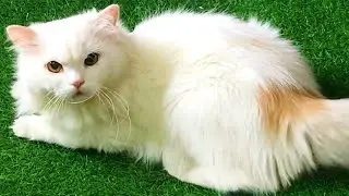 Cat's reaction to synthetic fake Grass | Leone