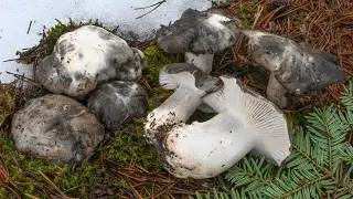 Il fungo mimetico dell'inverno: dormiente, Hygrophorus marzuolus