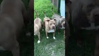 Growing Up Fast‼️ American Bully XL Puppies