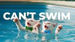 Mama Cat Stories: Poor Kittens Fell in the Pool while Playing