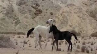 I am   horses