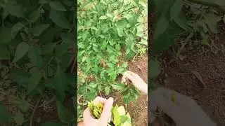 From Garden to Table: Cooking with Freshly Picked Nightshade Leaves #farmingsecrets #satisfying