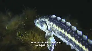 The Western Balkans, home to endangered species found nowhere else.@northgreenassociation