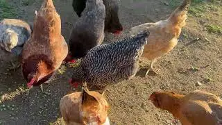 Feeding All The Backyard Animals On A Sunny Afternoon!