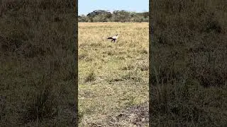 Secretary Bird on the Hunt 🦅😳 | Nature at Its Rawest&rdquo; #wildlife #africananimal #safari #nature